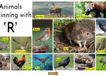 What are animals that start with R?