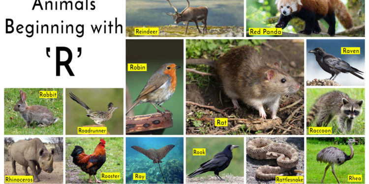 What are animals that start with R?