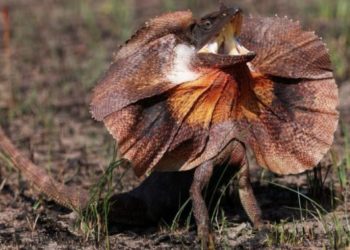 What animal starts with an F?