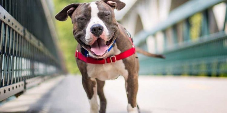 Is Staffy a good family dog?