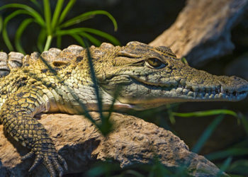 What is crocodile called in French?