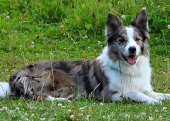 What is the most rare border collie?