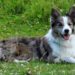 What is the most rare border collie?