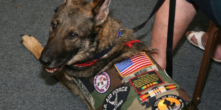 What is USA National dog?