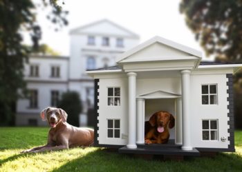 Which dog is best for home?