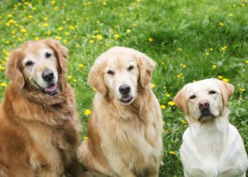 Who is smarter golden retriever or labrador?
