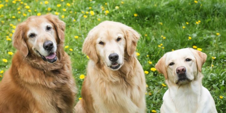 Who is smarter golden retriever or labrador?