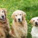 Who is smarter golden retriever or labrador?