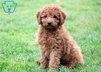 What is the best family dog?