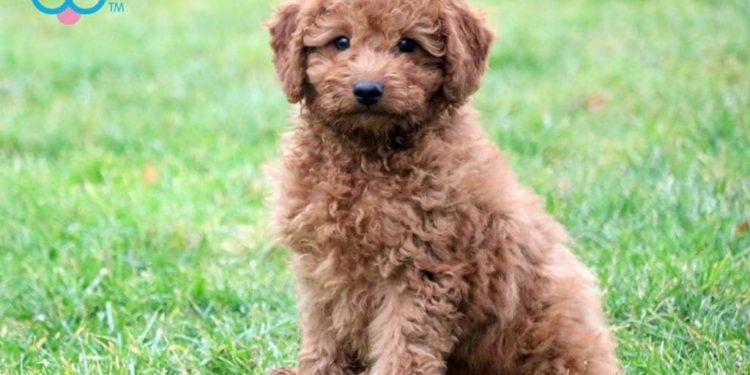 What is the best family dog?