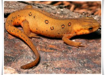 What reptile starts with N?