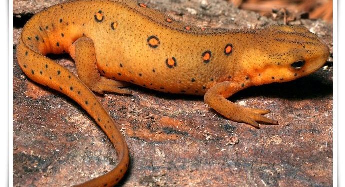 What reptile starts with N?