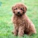 What is the best family dog?