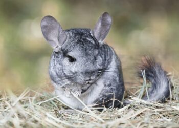 Are chinchillas smarter than cats?