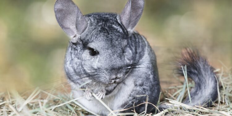Are chinchillas smarter than cats?