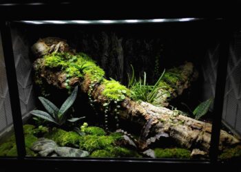 Can I use an aquarium as a reptile tank?
