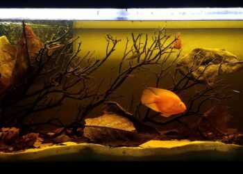 Can a 40 gallon terrarium hold water?