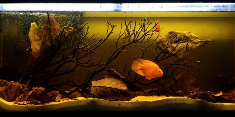 Can a 40 gallon terrarium hold water?