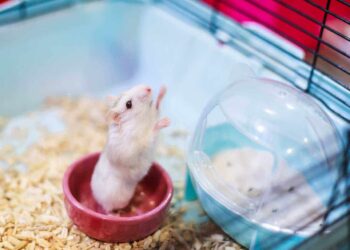 Can hamsters recognize their owners?