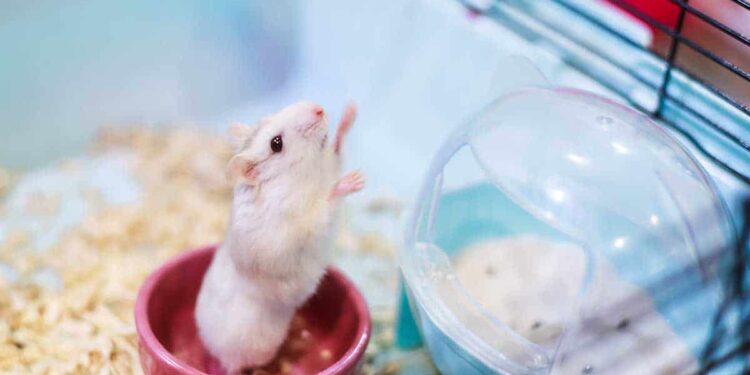 Can hamsters recognize their owners?