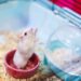Can hamsters recognize their owners?