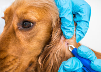 C'est quoi la dysplasie du chien ?