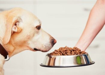 C'est quoi la maladie de Pica ?