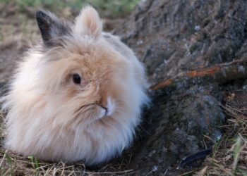 C'est quoi la plume de lapin ?