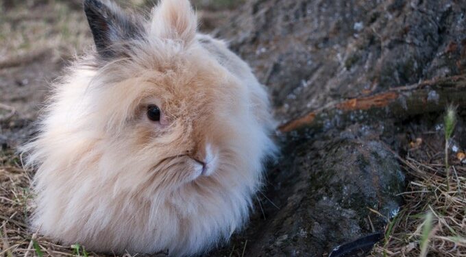 C'est quoi la plume de lapin ?