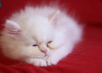 C'est quoi le 81181 ?