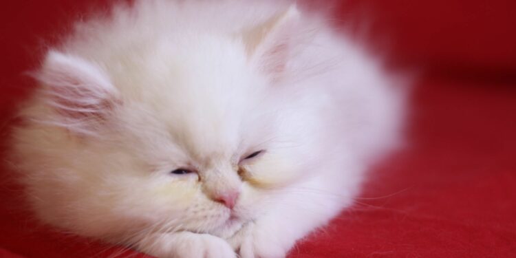 C'est quoi le 81181 ?