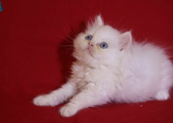 C'est quoi le numéro 81181 ?