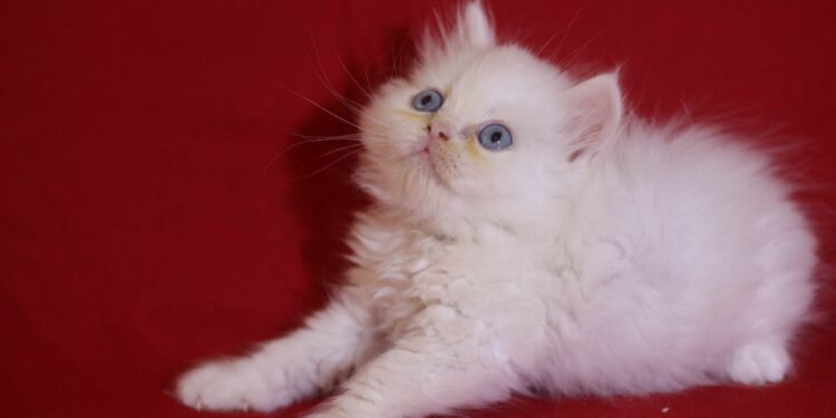 C'est quoi le numéro 81181 ?