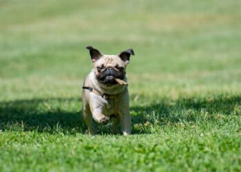 C'est quoi le pica du chien ?