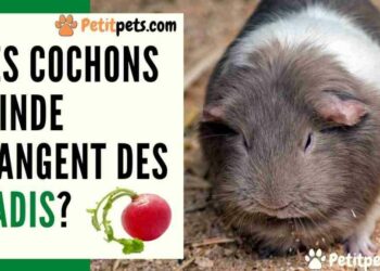 C'est quoi les fanes de radis ?