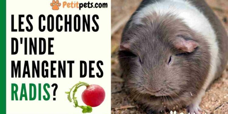 C'est quoi les fanes de radis ?