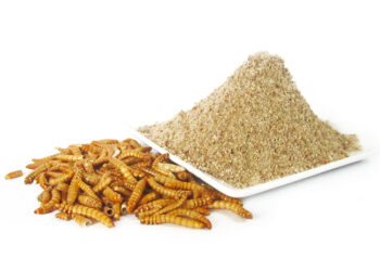 C'est quoi les petites bêtes dans la farine ?