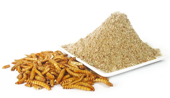 C'est quoi les petites bêtes dans la farine ?