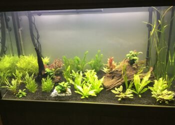 C'est quoi qui fait monter le pH ?