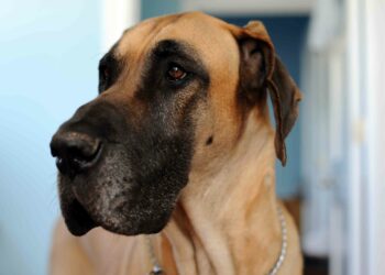 C'est quoi un chien primitif ?