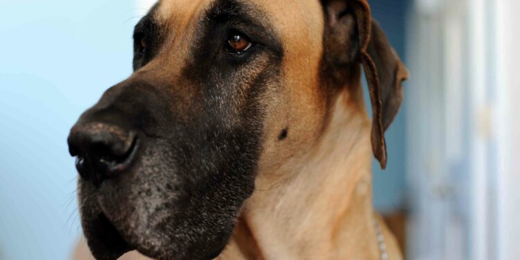 C'est quoi un chien primitif ?