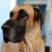 C'est quoi un chien primitif ?