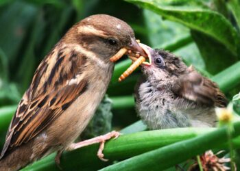 C'est quoi un insectivore ?