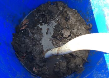 C'est quoi un poisson pénis ?