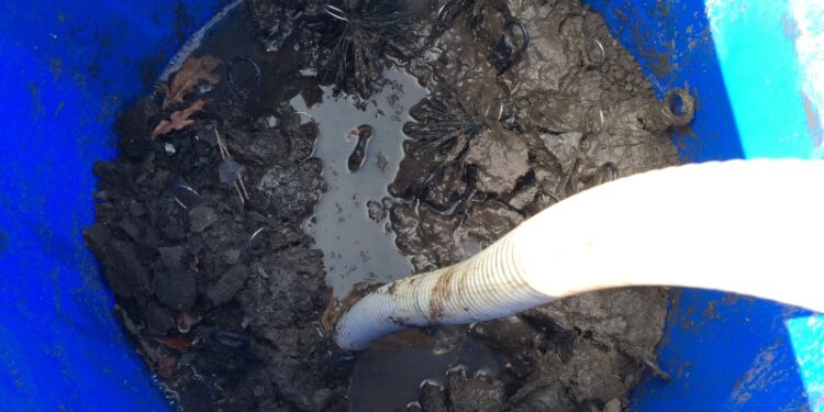 C'est quoi un poisson pénis ?