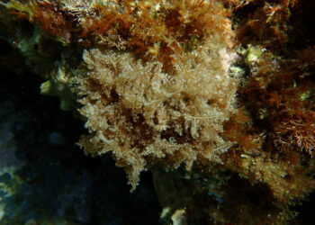 Comment Appelle-t-on les algues dans la mer ?