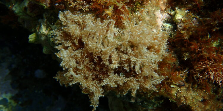 Comment Appelle-t-on les algues dans la mer ?