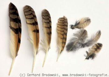 Comment Appelle-t-on les animaux à plume ?