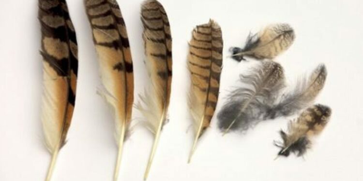 Comment Appelle-t-on les animaux à plume ?