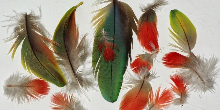 Comment Appelle-t-on les animaux à plume ?